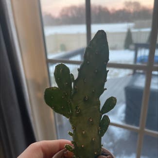 Drooping Prickly Pear plant in Washington, Illinois