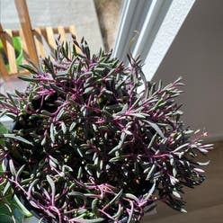 ruby necklace plant