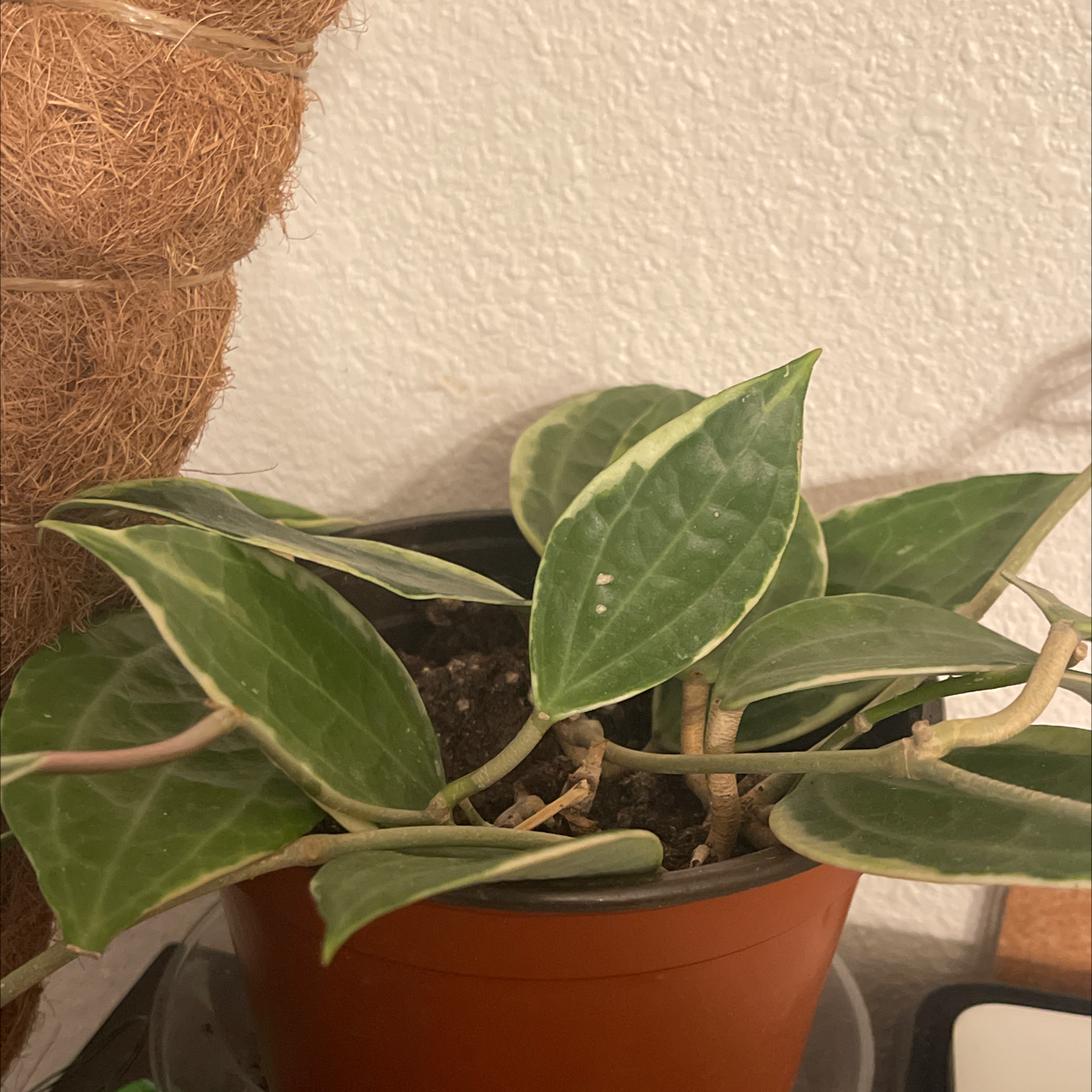 Hoya macrophylla 'Albomarginata' plant in a pot with healthy leaves.