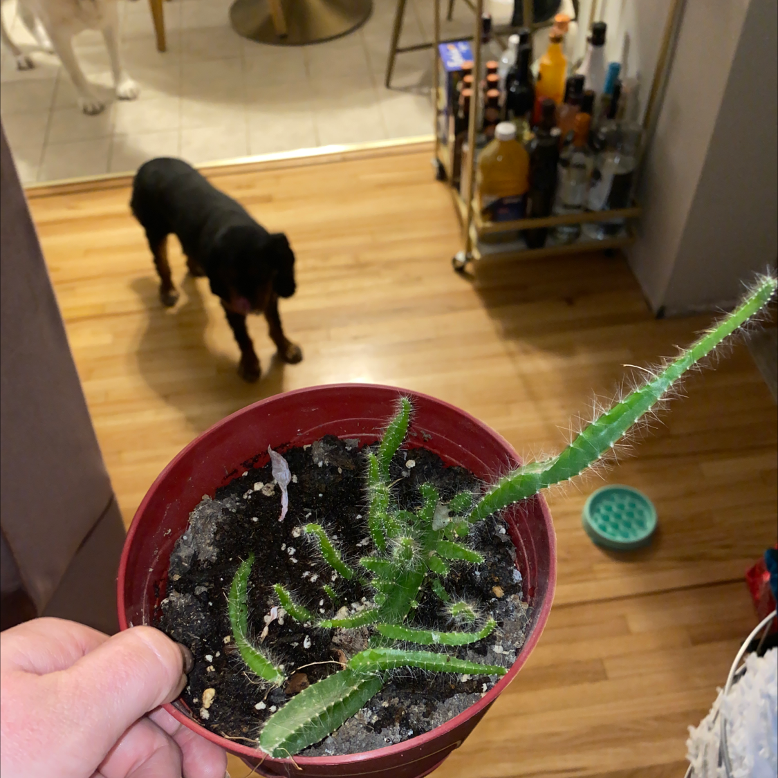 Dog Tail Cactus in a small pot with visible soil, held by a hand. Two dogs in the background.