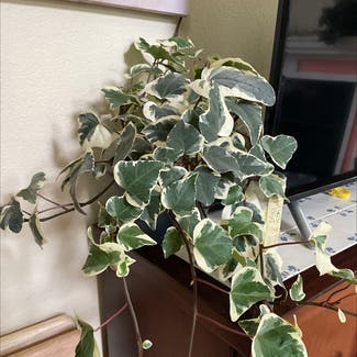 English Ivy plant in Fort Collins, Colorado