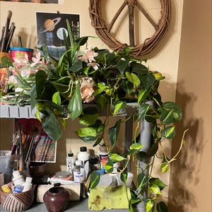 Philodendron Brazil plant photo by @MollyMoon named Daphne on Greg, the plant care app.