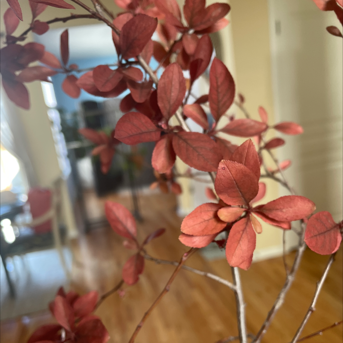 Cherry Plum plant with reddish leaves indoors, well-focused and healthy.