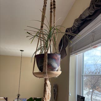 Dragon Tree plant in Fort Collins, Colorado