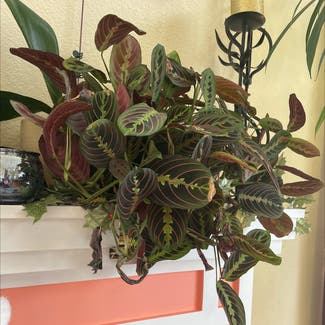 Red Prayer Plant plant in Fort Collins, Colorado