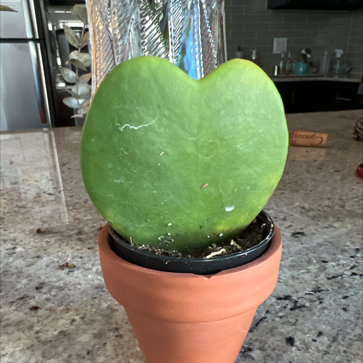 Sweetheart Hoya plant photo by @ZanyEspicia named Val on Greg, the plant care app.
