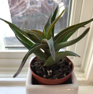 Aloe vera plant photo by @Aloealoe named Prick on Greg, the plant care app.
