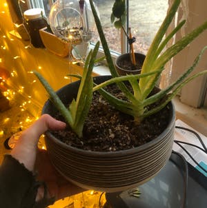 Aloe Vera plant photo by @wow_jinx named Hazel on Greg, the plant care app.