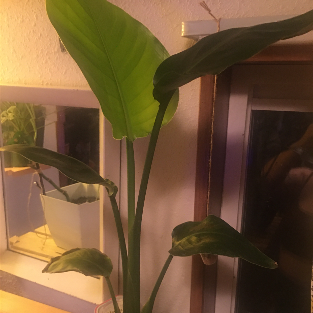 White Bird of Paradise plant photo by @slitsavage named para on Greg, the plant care app.