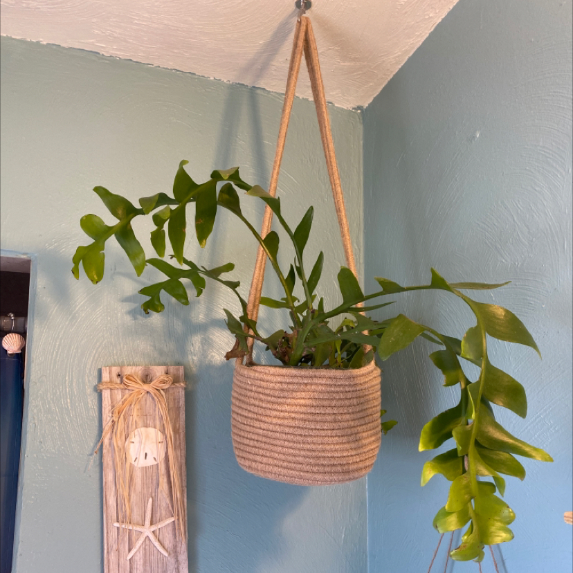Hanging shark fin cactus in a woven basket against a blue wall with decorative elements.