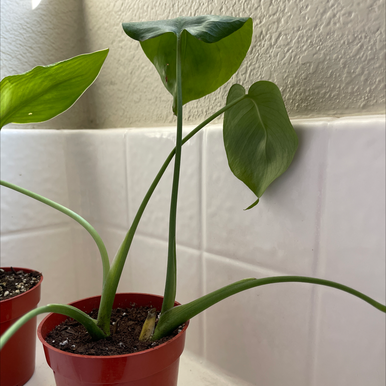 Thaumatophyllum spruceanum plant in a red pot with green leaves and visible soil.