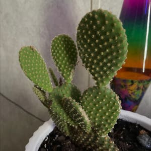 Bunny Ears Cactus plant photo by Tactfulrose named Cacti on Greg, the plant care app.
