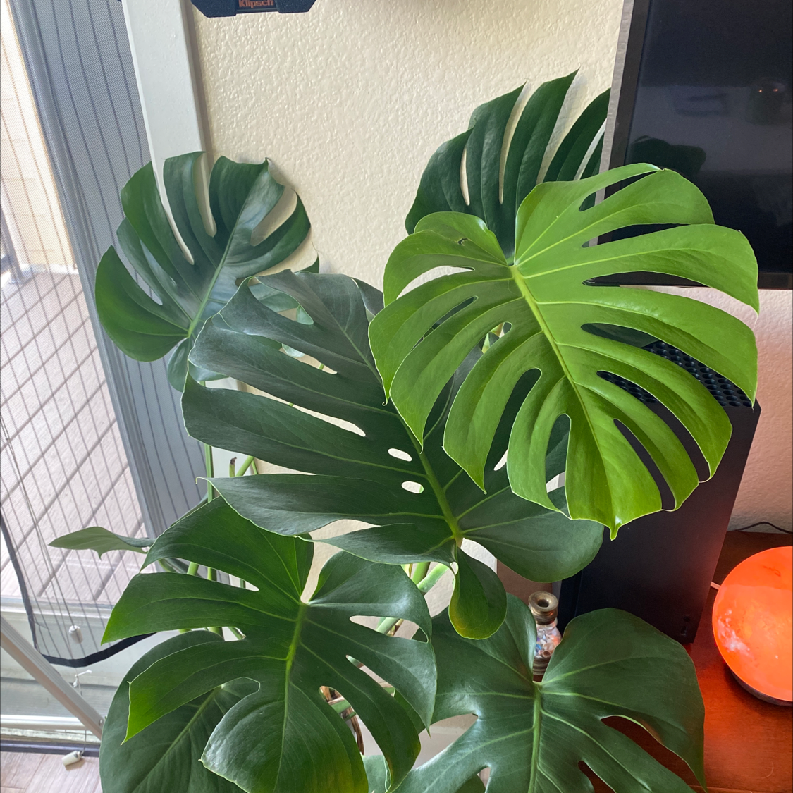 Monstera plant photo by @Beekachu named Sol on Greg, the plant care app.