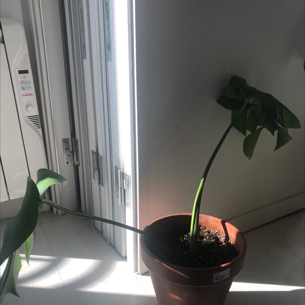 Monstera plant photo by @mfgonz named Orwell on Greg, the plant care app.