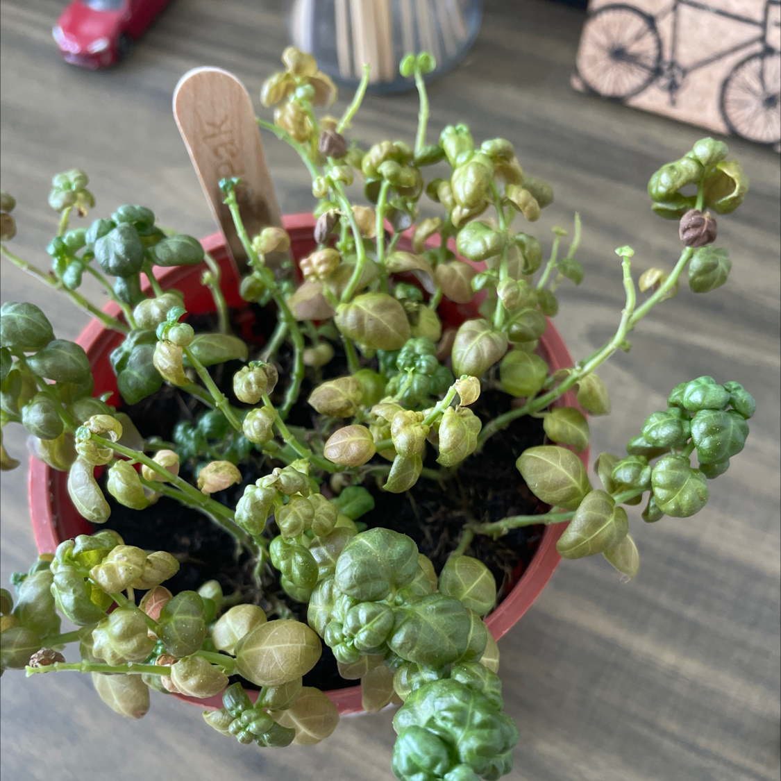 Photo of the plant species Bubble Plant by @QuickwittedMira named Bubble on Greg, the plant care app