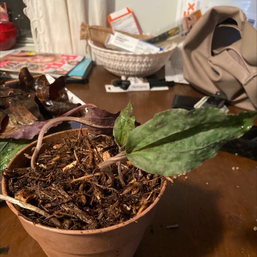 Photo of the plant species Crippled Cranefly by @HeartyAngelwing named Daphne on Greg, the plant care app