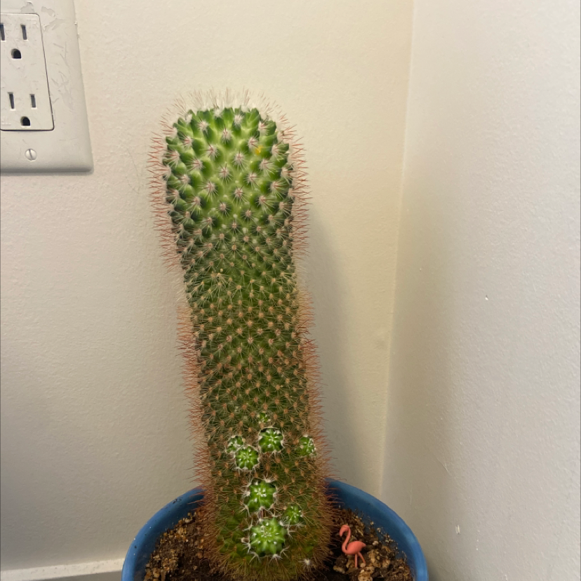 Mammillaria backebergiana cactus in a blue pot with visible soil, well-framed and in focus.