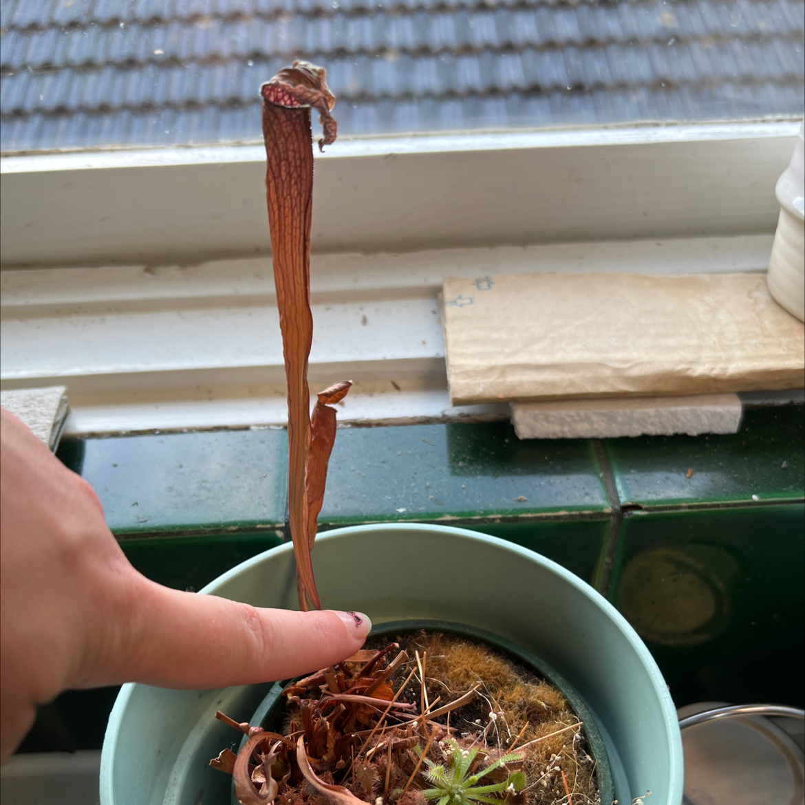 Spoon-Leaved Sundew plant in a pot with a dried stem and green growth at the base. A hand is pointing at the plant.