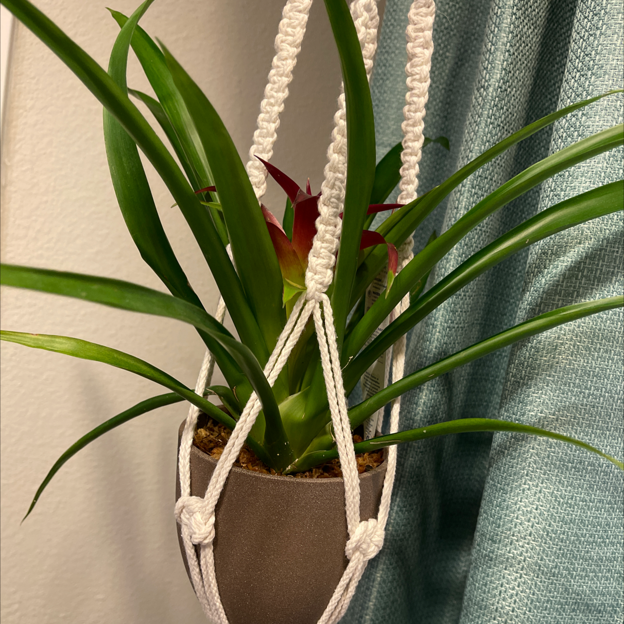 Blushing Bromeliad in a hanging pot with vibrant green leaves and a central red blush.