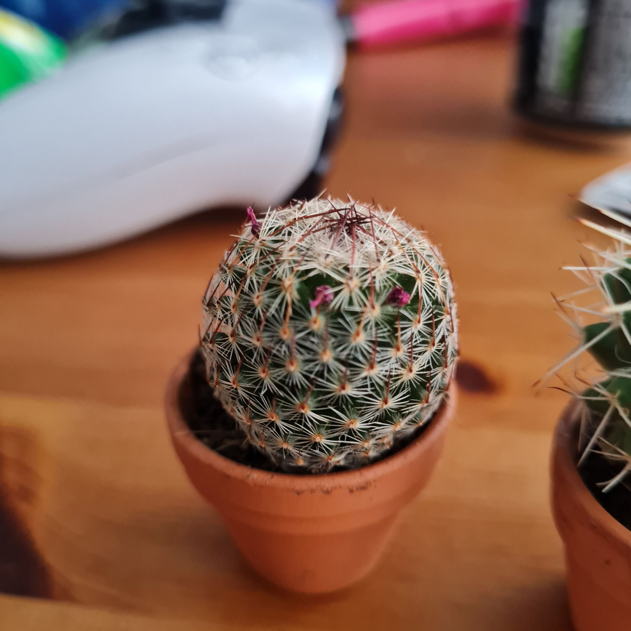 Photo of the plant species golf ball cactus by @plantmam named Maya on Greg, the plant care app