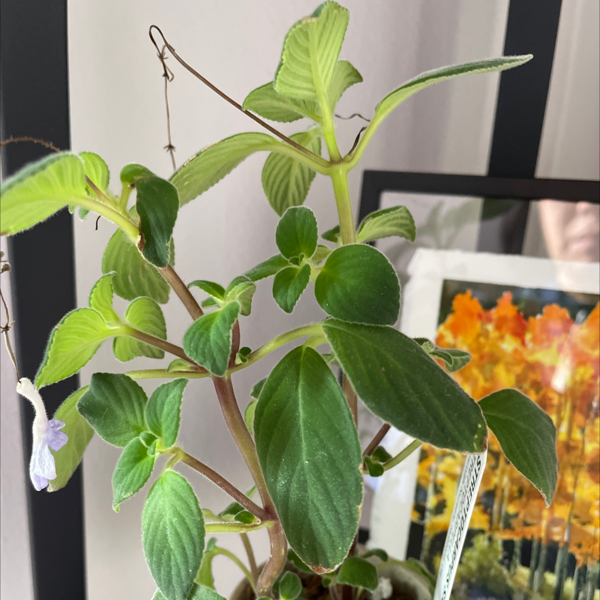 Cape Primrose plant with green leaves and a single flower, appears healthy.