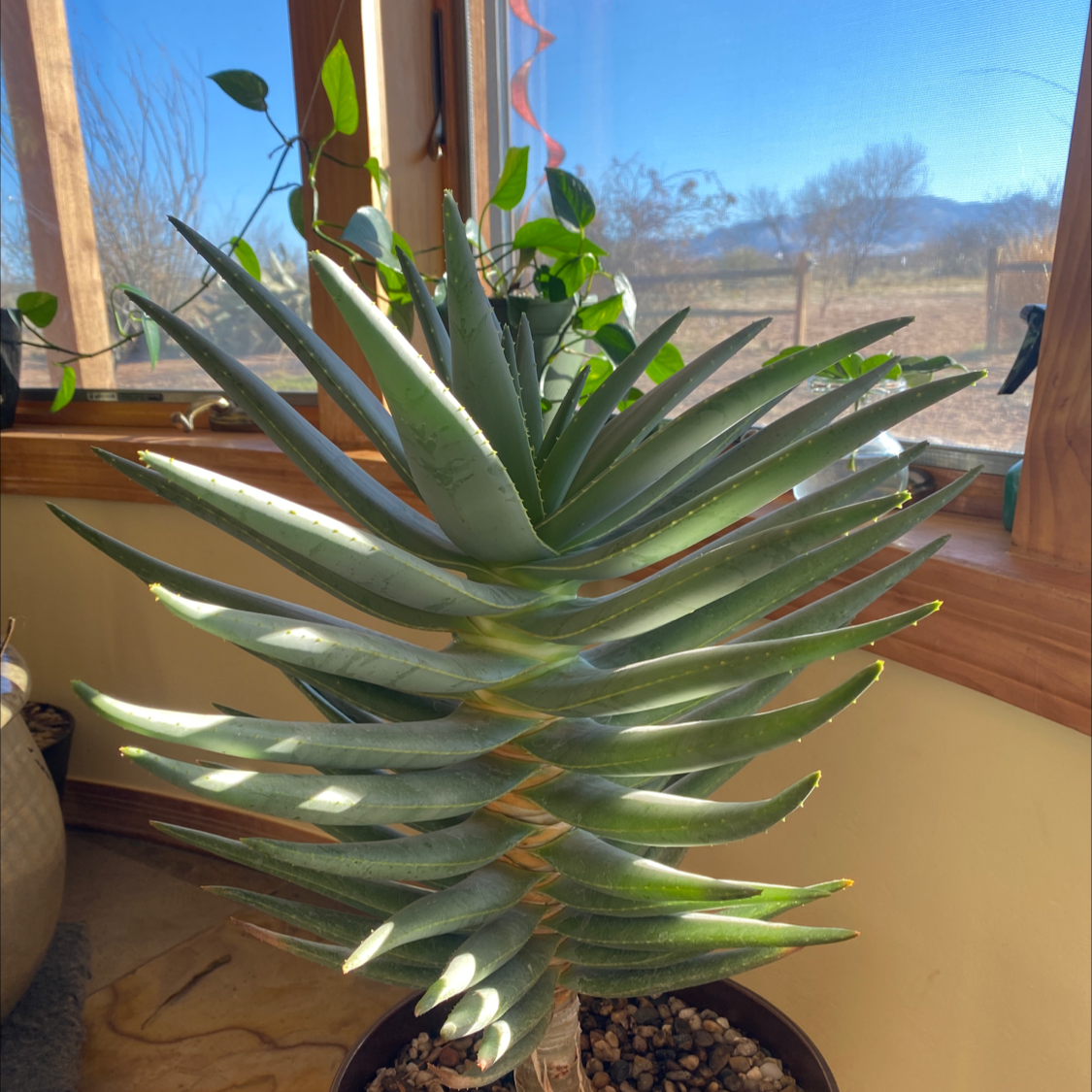Cape Aloe plant (Aloe ferox) in a pot near a window, appearing healthy.