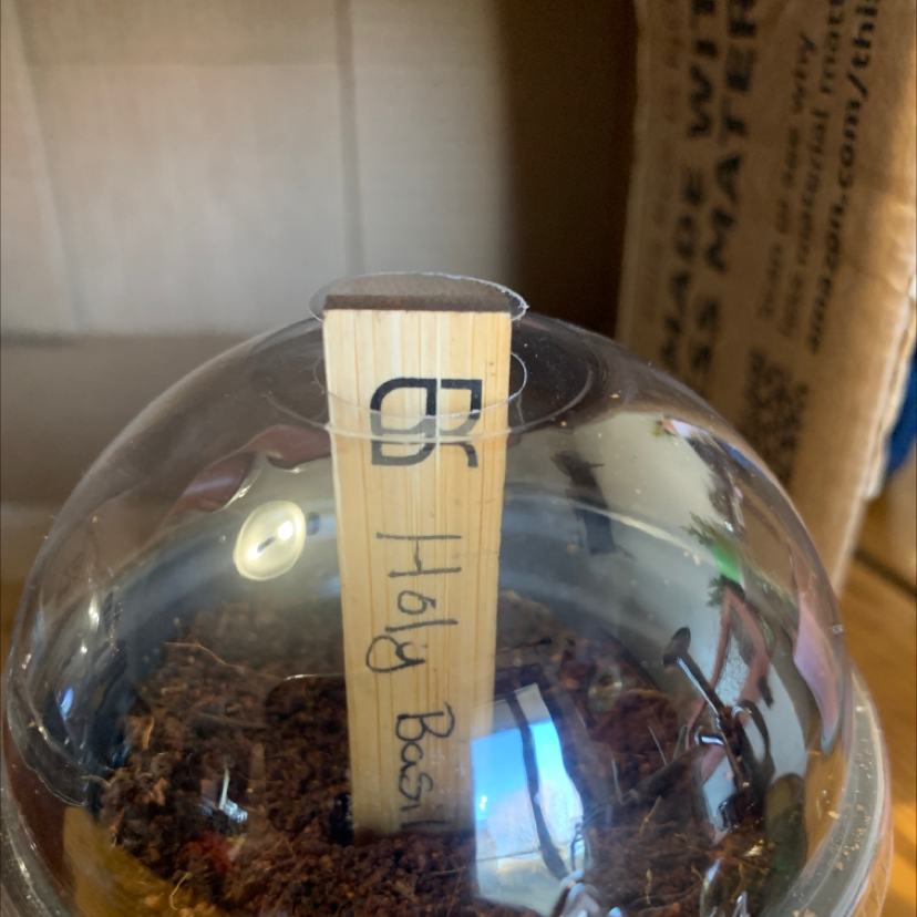 Potted Holy Basil (Tulsi) plant under a clear plastic dome with visible soil.