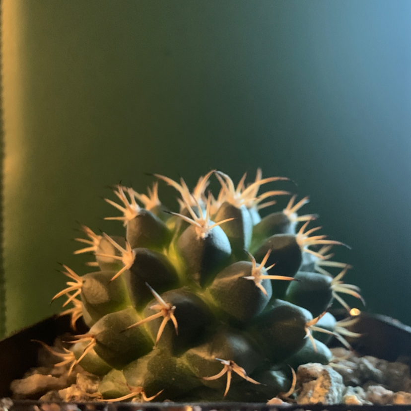 Mexican Pincushion plant photo by @Irishpandaplant named prickles on Greg, the plant care app.