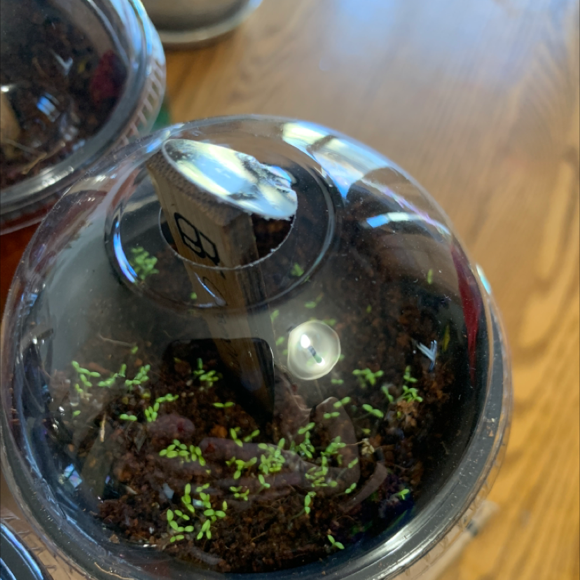 Early growth stage of German Chamomile seedlings in a container with a clear plastic cover.