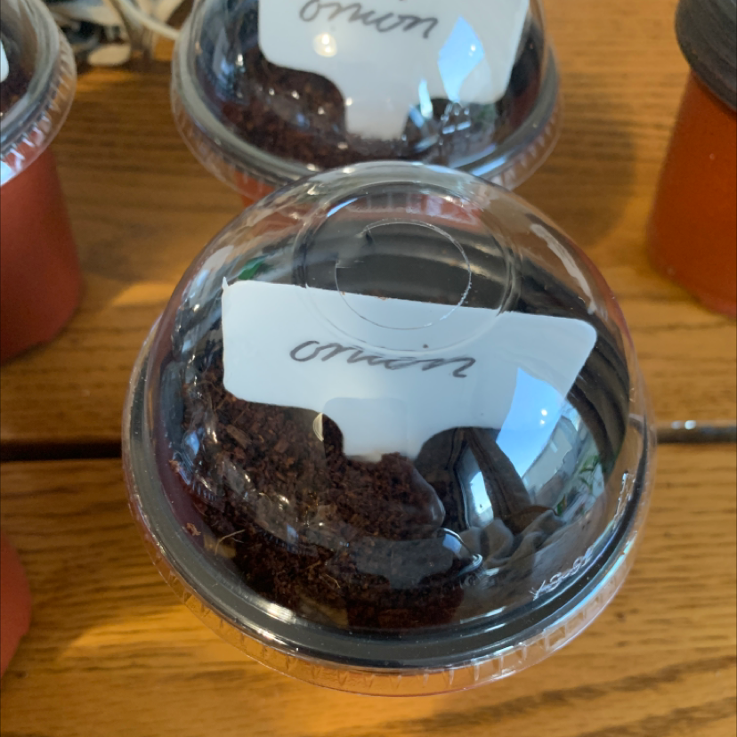 Small plant labeled 'onion' in a clear plastic container with visible soil.