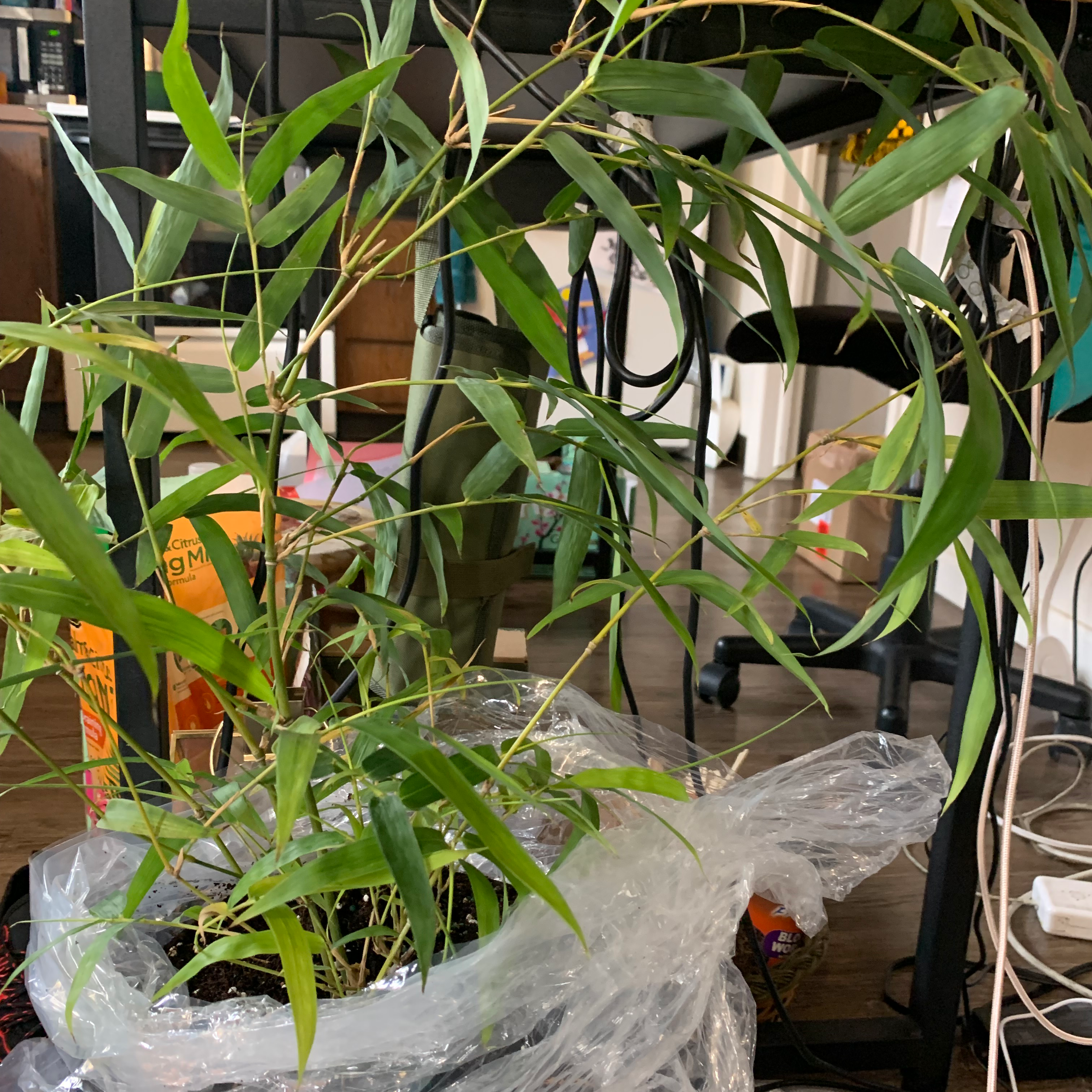 Monk's Belly Bamboo plant indoors with slender green leaves and partially visible soil.
