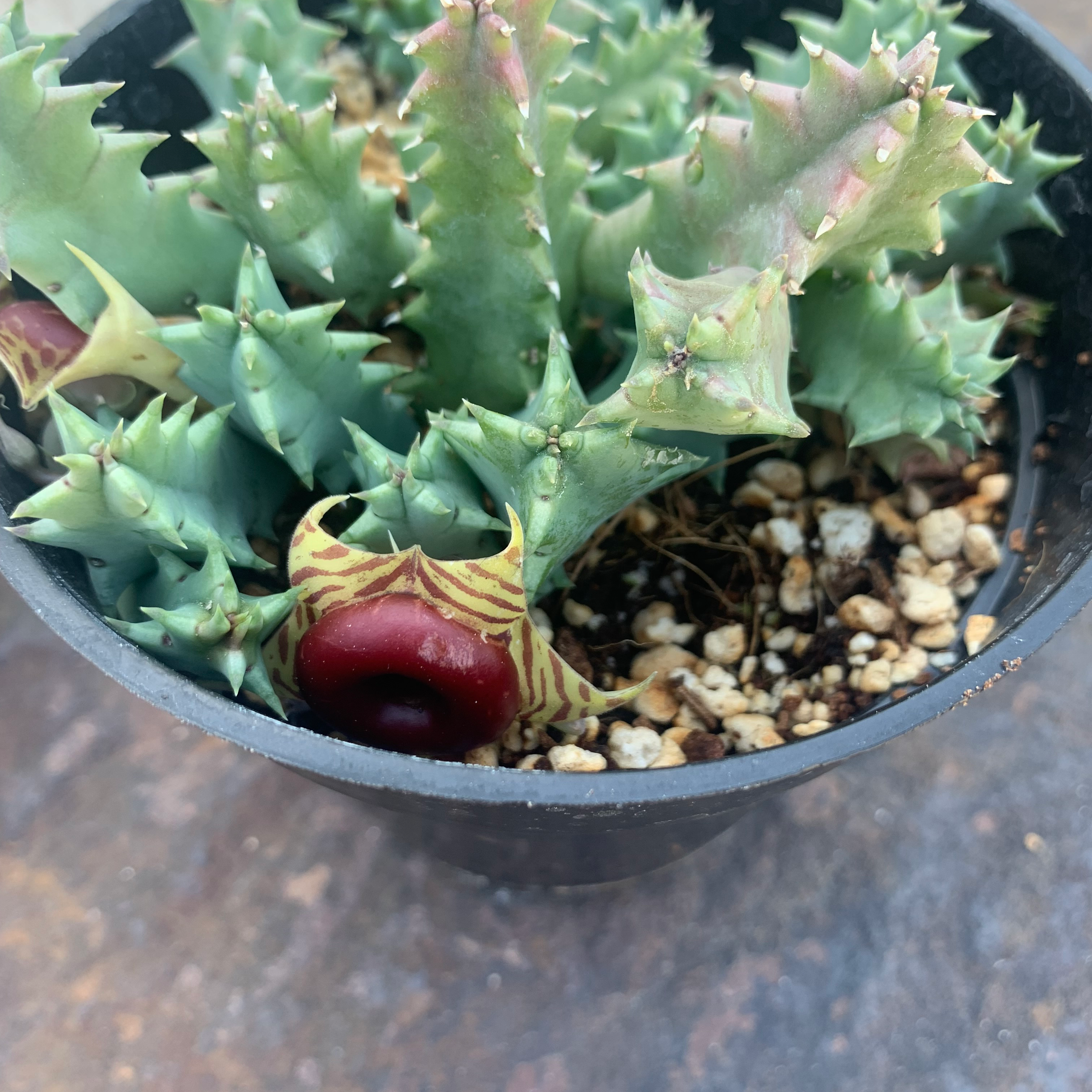 Stapelia Planiflora Jacq. succulent with spiky leaves and a dark red flower in a small pot.