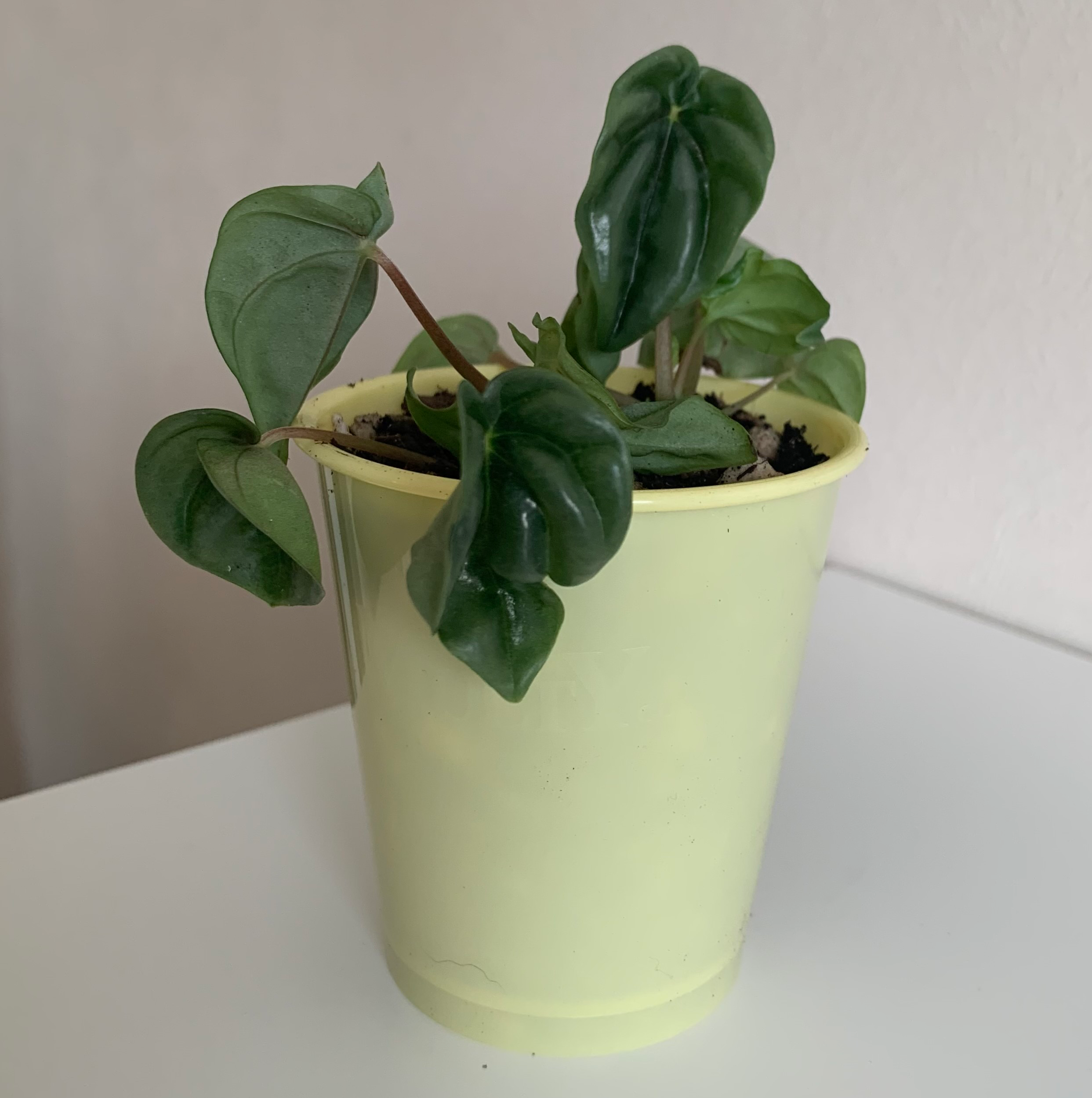 Photo of the plant species peperomia wavy gravy by @BeauteousKonjac named Rosie on Greg, the plant care app