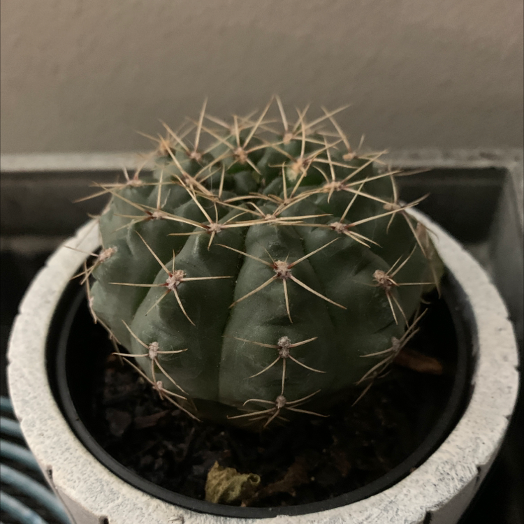A healthy Devil's Pincushion cactus in a pot with visible spines.