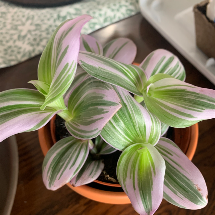 Healthy small-leaf spiderwort plant with striped green and white leaves in a terracotta pot, perfectly focused.