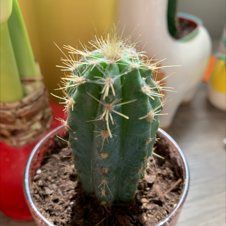 A healthy Hedge Cactus in a pot with visible soil.
