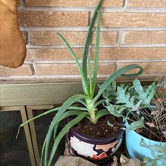Aloe Vera plant in Wauconda, Illinois