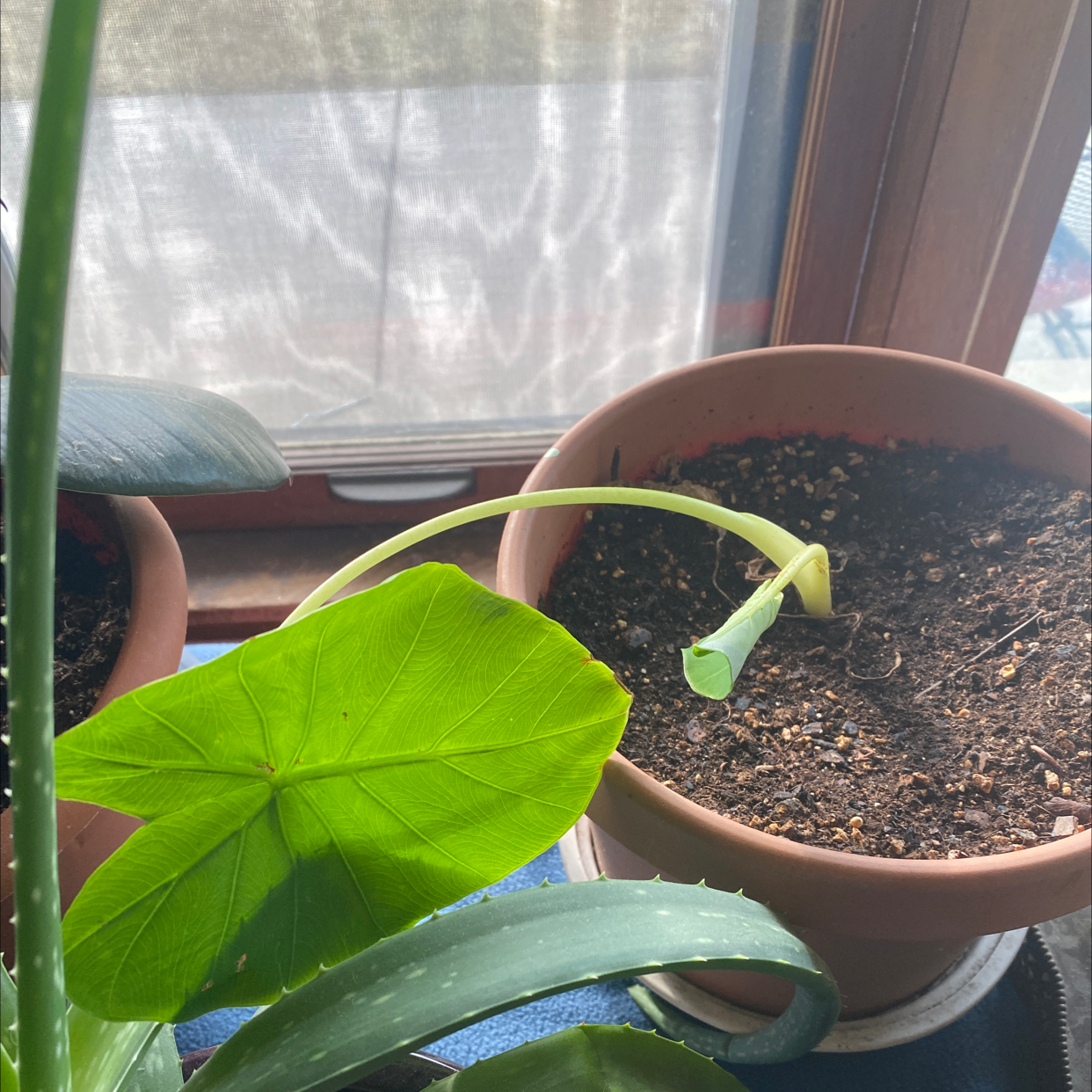 Calidora Elephant's Ear plant with a single large green leaf and a drooping stem in a pot near a window.