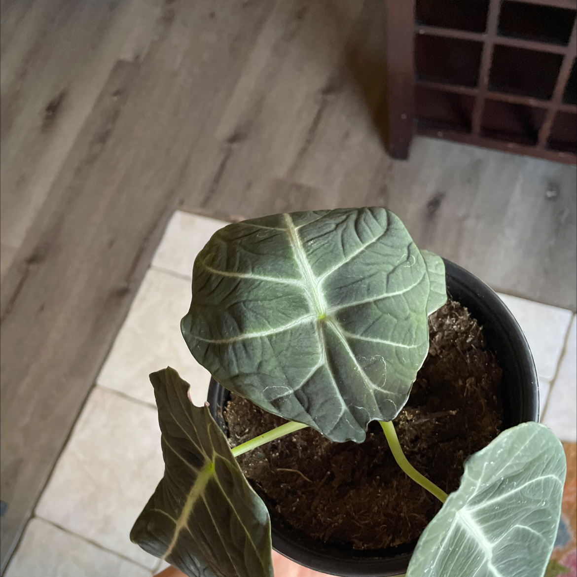 Alocasia Ninja plant in a pot with visible soil and healthy leaves.