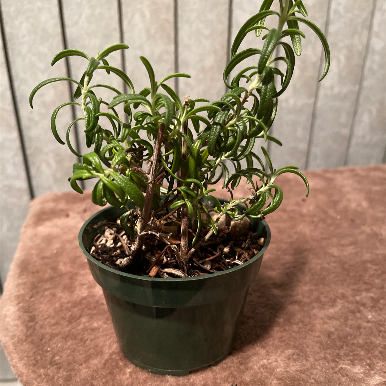 Rosemary plant photo by @Melidee named Rosie on Greg, the plant care app.