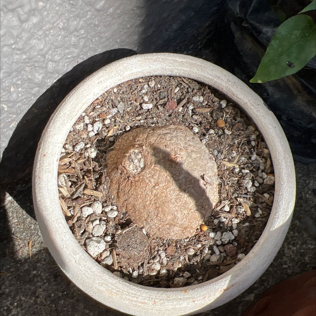 Potted Stephania erecta plant with visible caudex and dry soil.