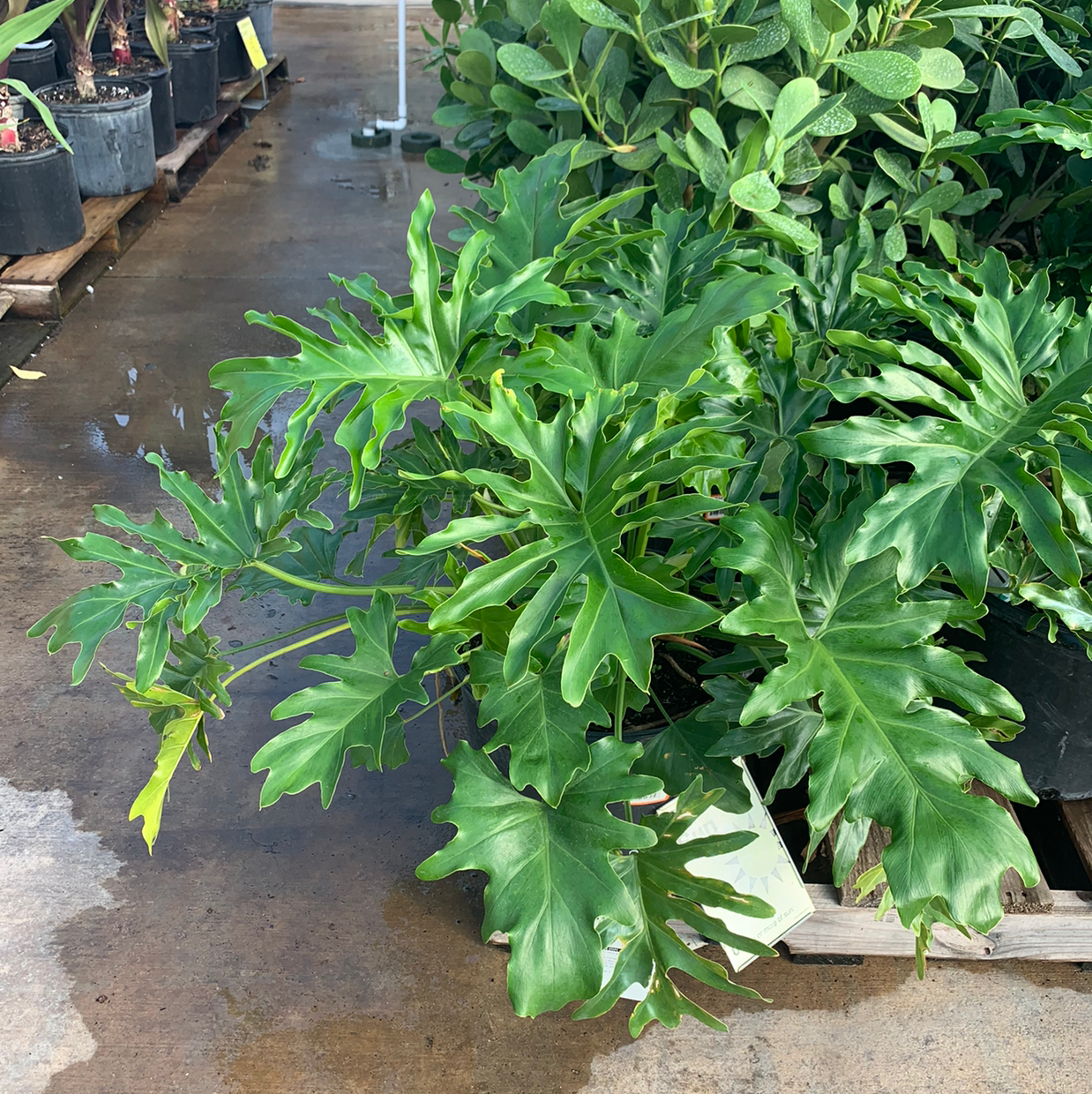 philodendron hope leaves turning yellow