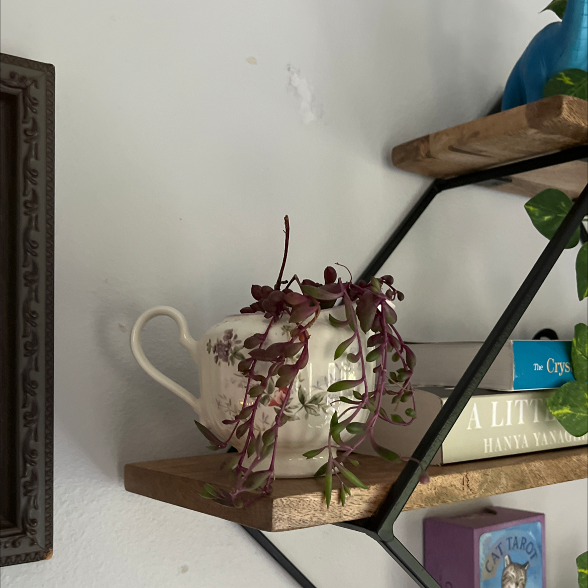 Ruby necklace plant in a decorative container on a shelf, with healthy green and purple leaves.