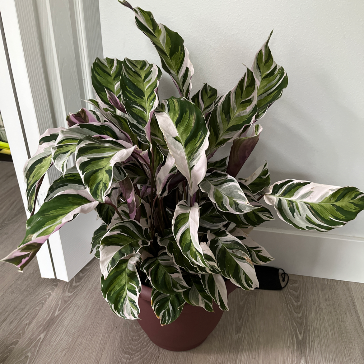 Photo of the plant species Calathea 'White Fusion' by @fishribs named montana on Greg, the plant care app