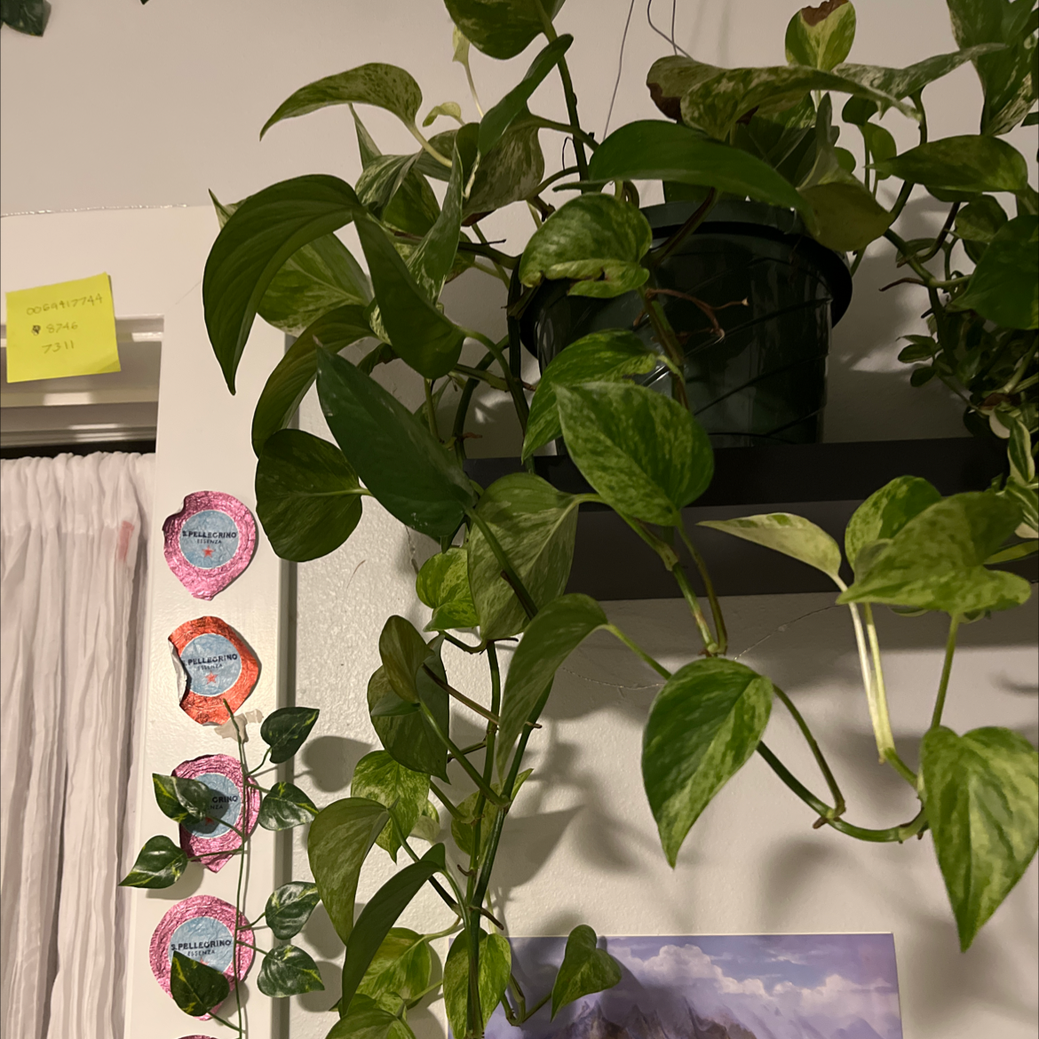 Taro Vine plant photo by @fishribs named harriet on Greg, the plant care app.