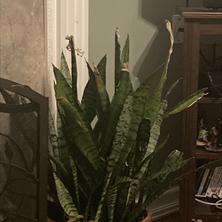 Snake Plant plant photo by @MarvelMendoza named Snake Plants on Greg, the plant care app.