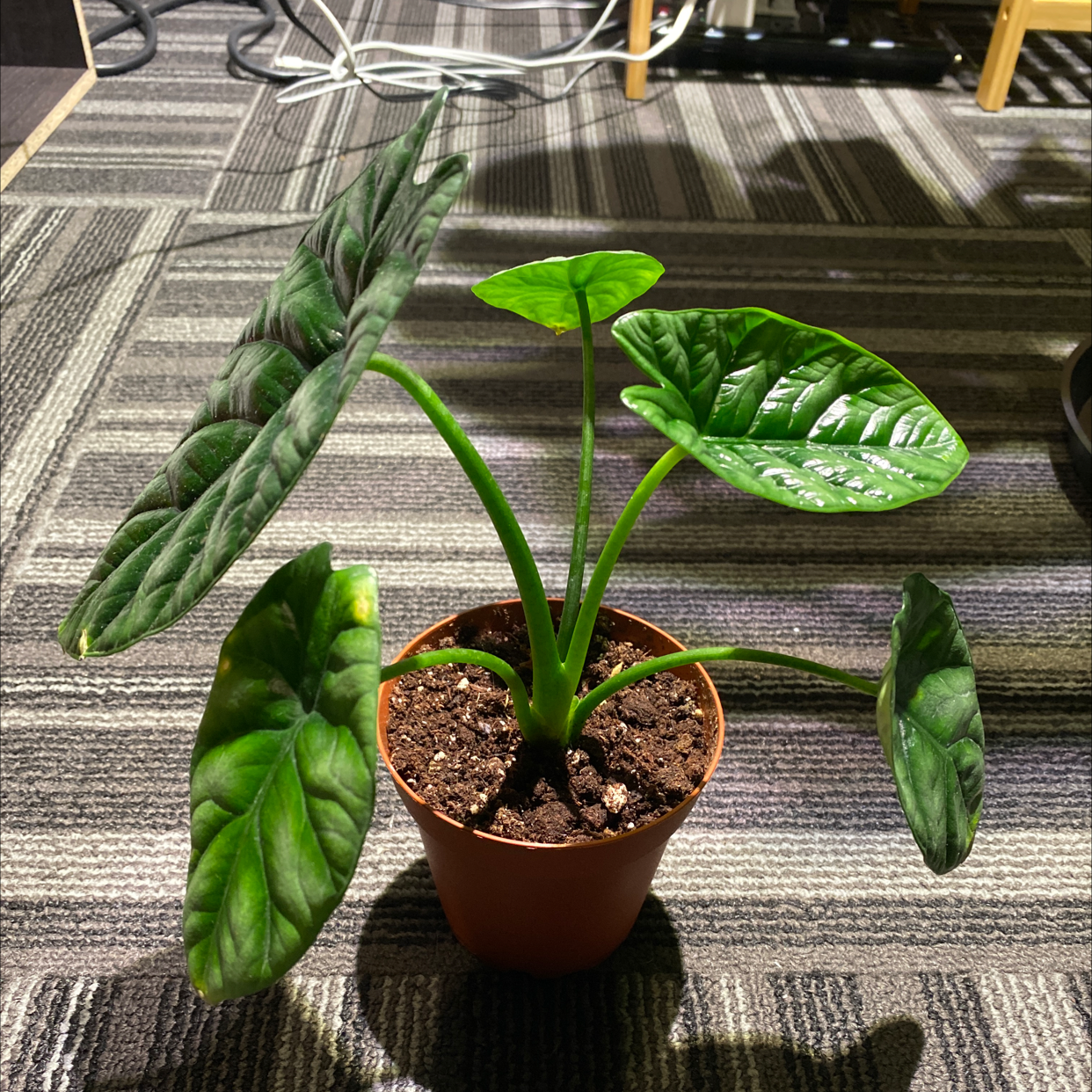 Jewel Alocasia plant in a pot with some yellowing and browning leaves.