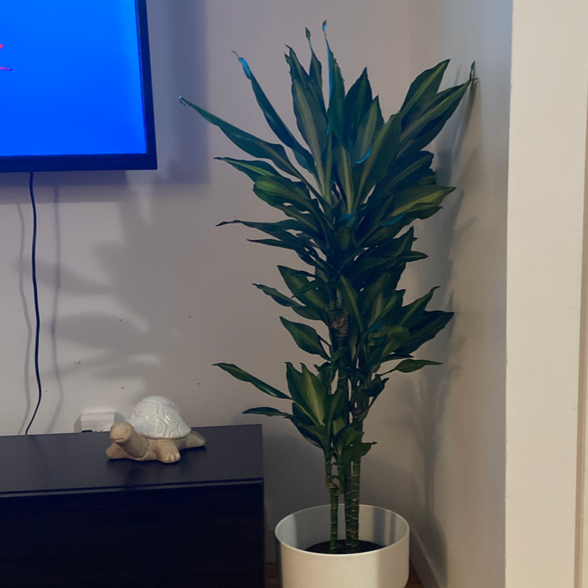 Dracaena Cintho plant in a white pot indoors, healthy green leaves, visible soil.