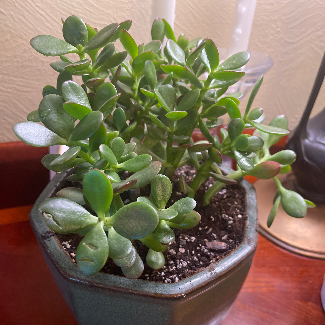 Healthy Jade plant (Crassula ovata) in a pot with visible soil.