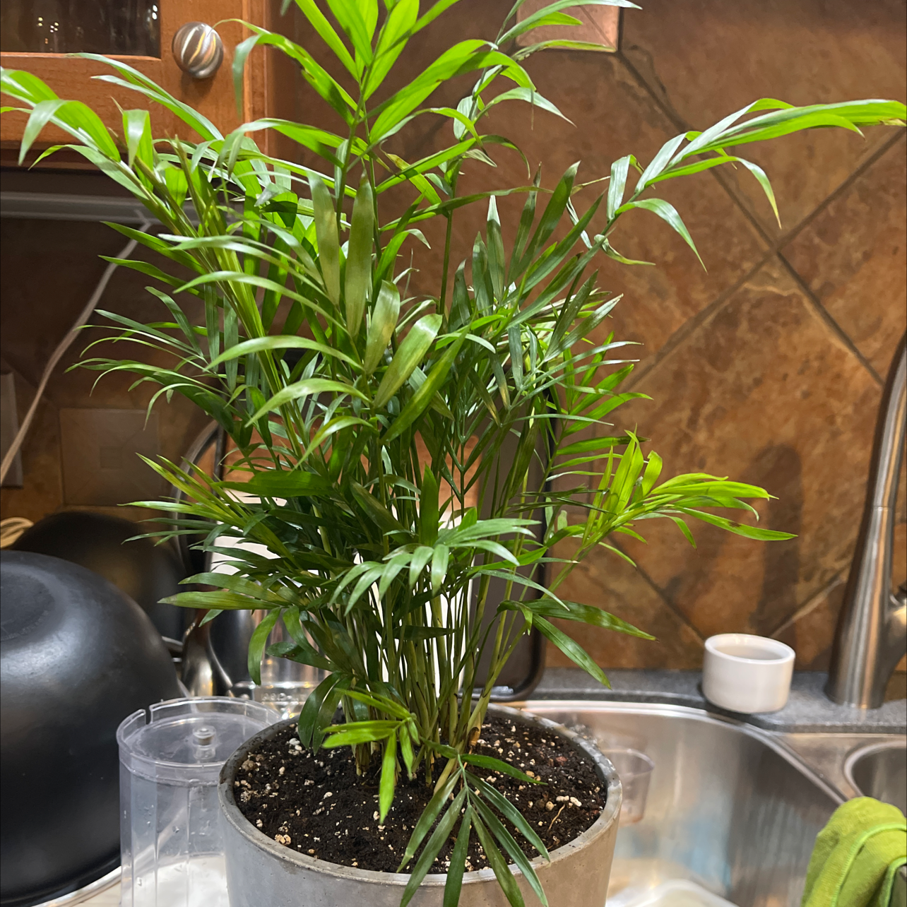Healthy Parlour Palm in glass container with visible soil, vibrant green fronds, no signs of disease or damage, well-framed photo.